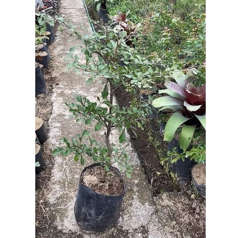 Tanaman ketapang kencana mini daun kecil - Terminalia mantaly - size besar 1 meter - tanaman hias