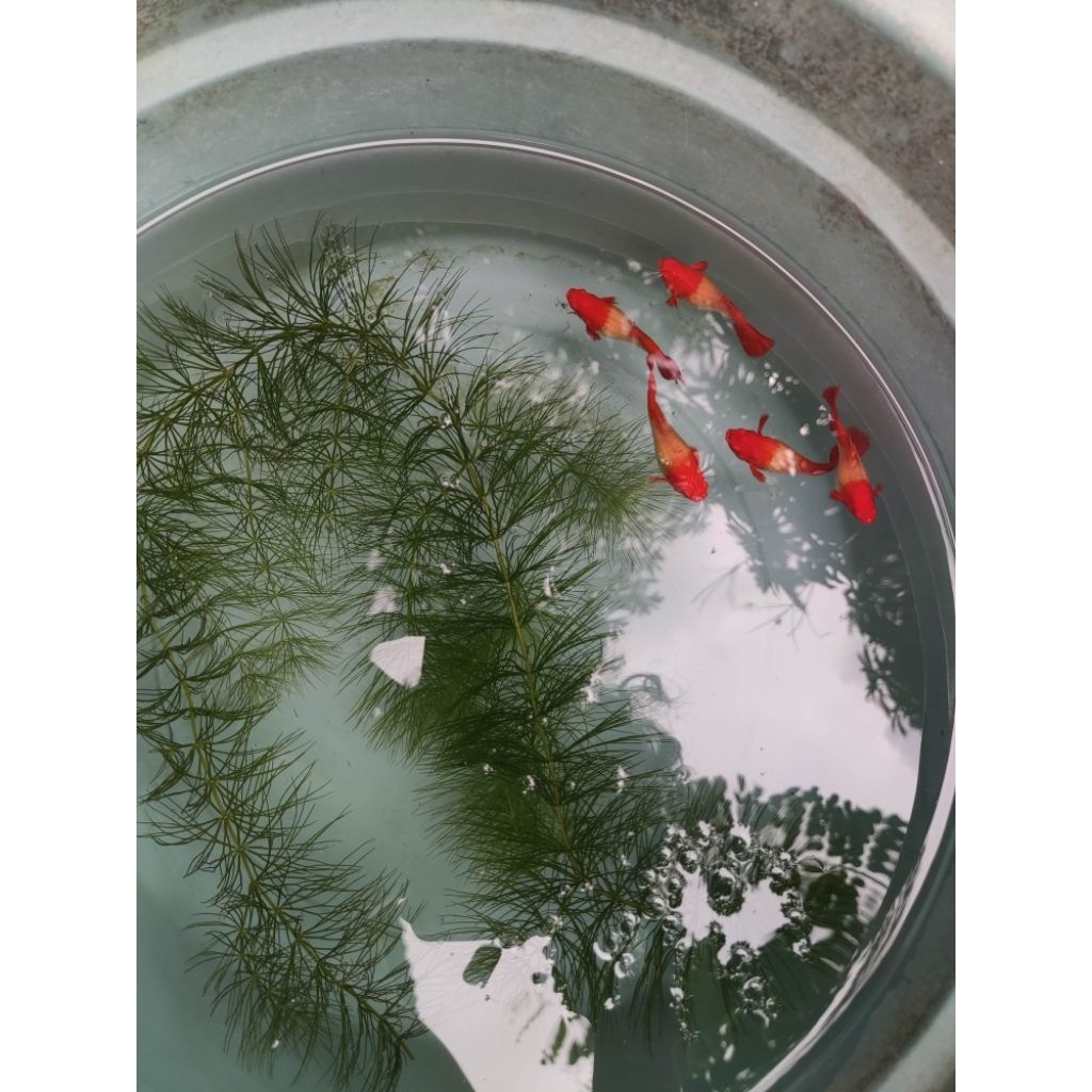 Hiasan Guppy Albino Koi Red Ear