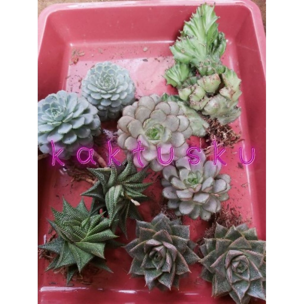 Kaktus Sukulen_Echeveria.