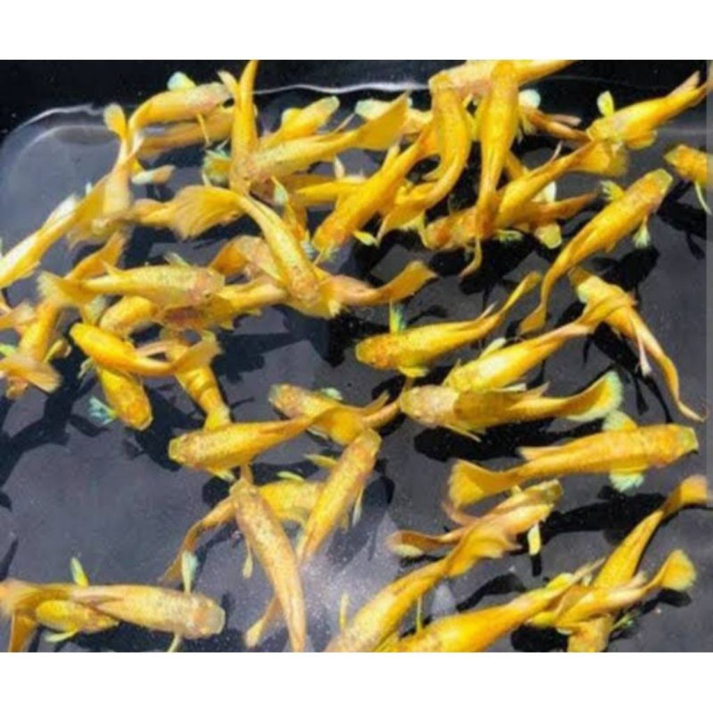 Ikan Hias Guppy Albino Full Gold - Jantan, Warna Emas Menawan, Mudah Dibudidayakan