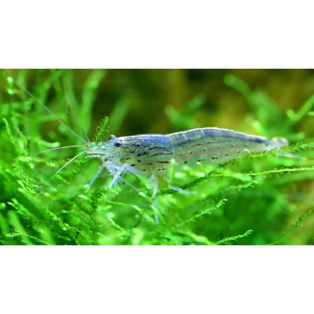 Amano sule / Sulawesi ORI sesuai gambar udang alam Hias akuarium