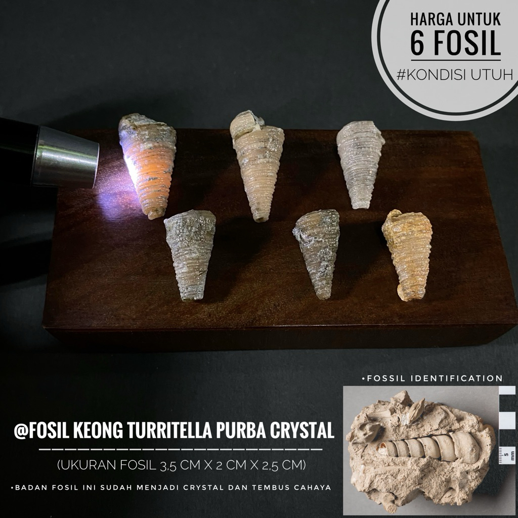 Fosil Keong Turritella Purba Crystal B100 atau Fosil Campanile atau Fossil Keong Ulir Kristal atau F