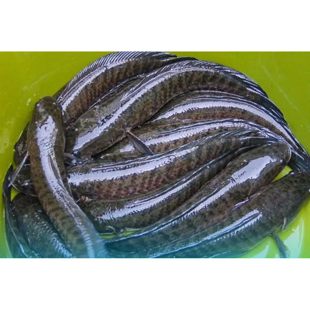 Ikan Gabus Konsumsi hasil budidaya 1 Kg
