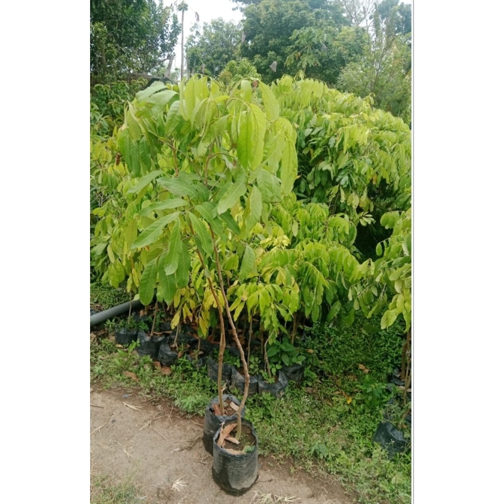 bibit kelengkeng kristal 2 meter packing kayu