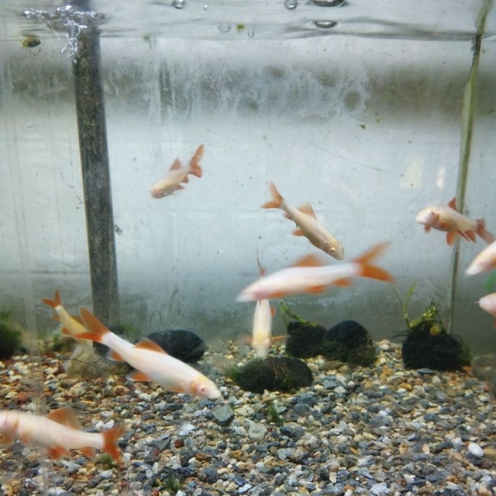 Dekorasi aquarium Redfin albino
