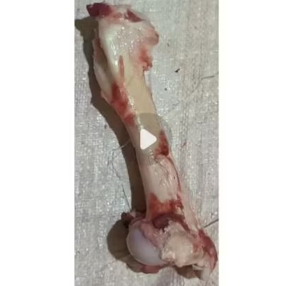 Tulang Babi hutan/latihan gigit/cemilan anjing/snack anjing