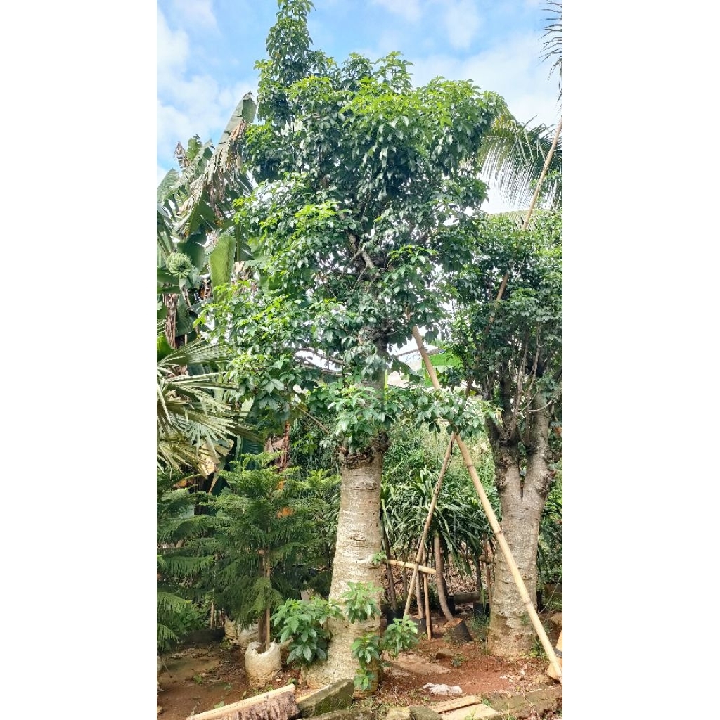 pohon Baobab / kaki gajah