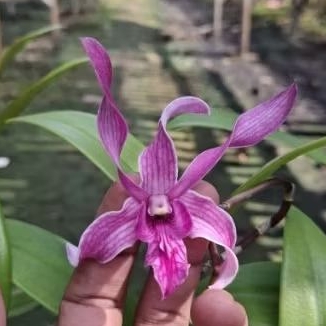 Anggrek Dendrobium Dark Pink/Anggrek Dendrobium keriting bunga besar