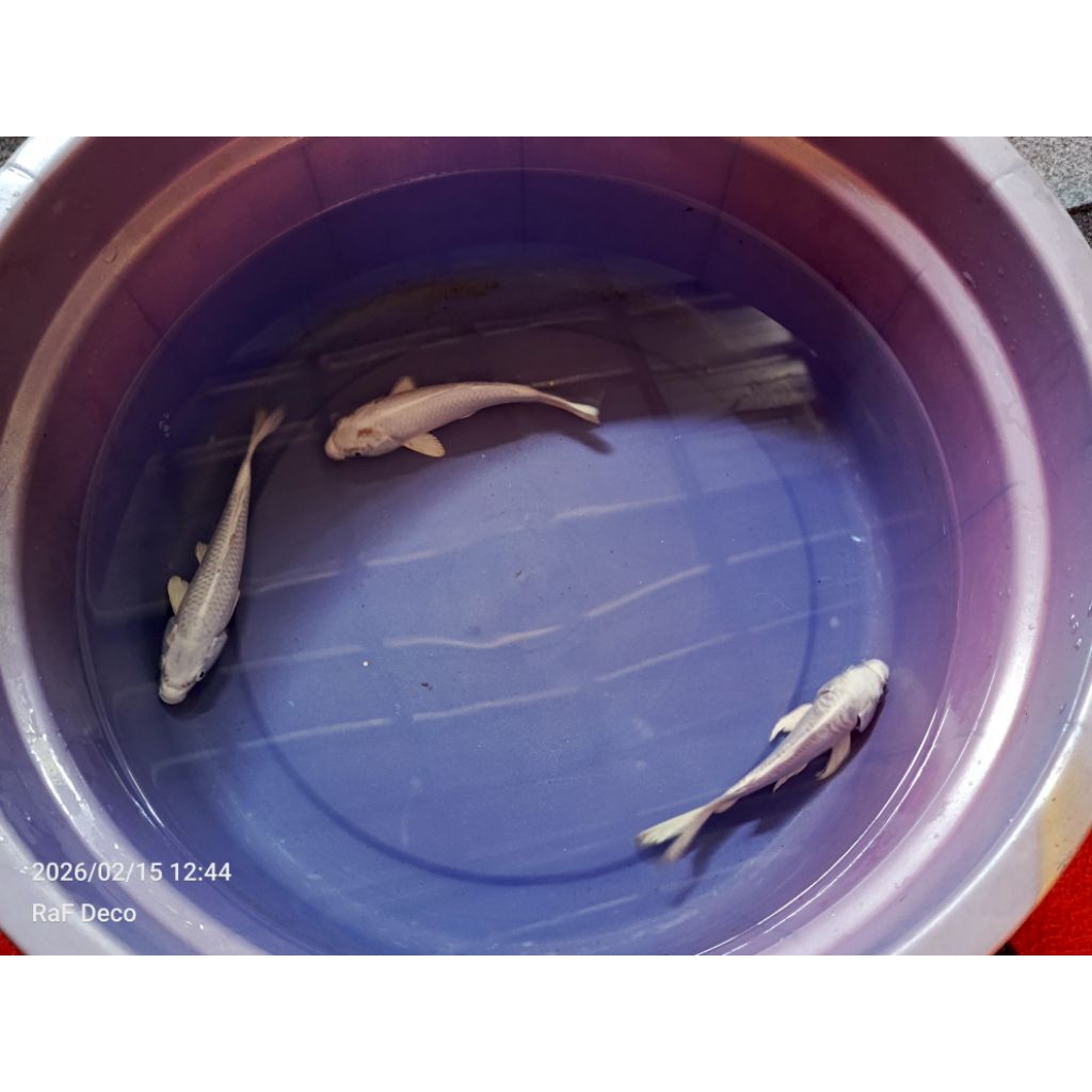 paket 3 ekor ikan koi platinum size 20-23cm