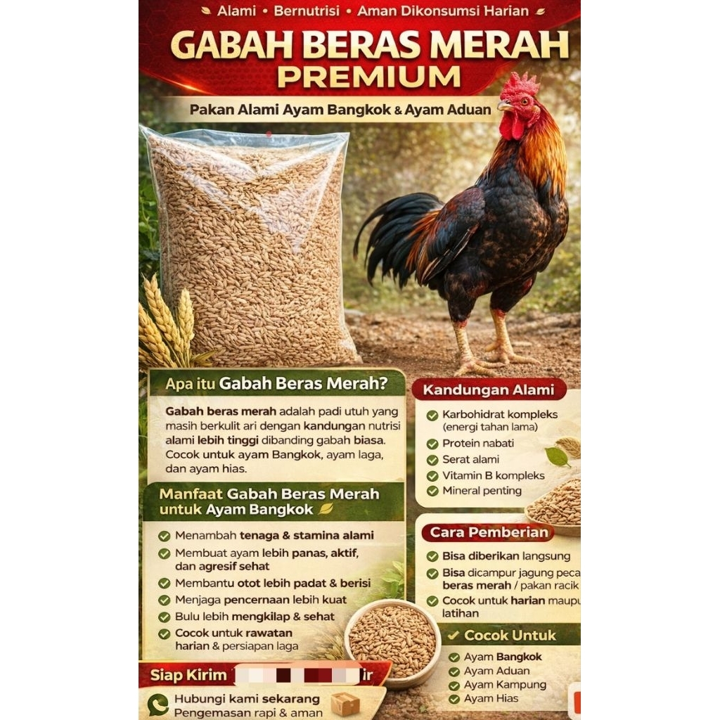 Gabah Beras Merah untuk Ayam Bangkok/ayam laga/ayam adu