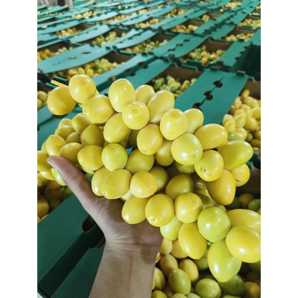 KURMA MUDA PROMIL/KURMA MUDA BARHE KUNING FRESH