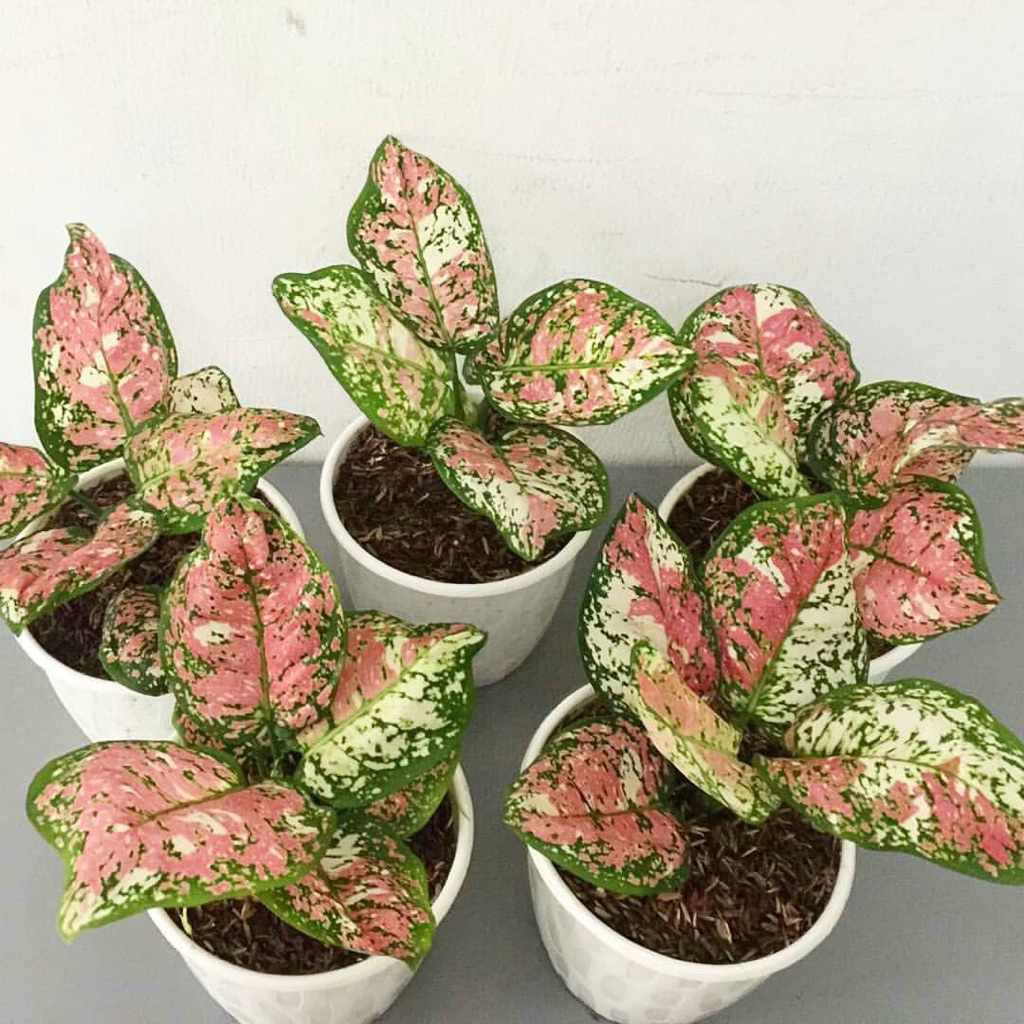 Aglonema dud tricolor | Tanaman aglonema tricolor tiga warna | Aglaonema tricolour