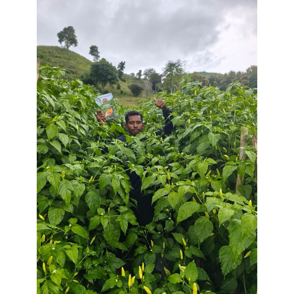 BUKU SAKTI MBJ/BUKU SAKTI CABE/METODE MENANAM CABE