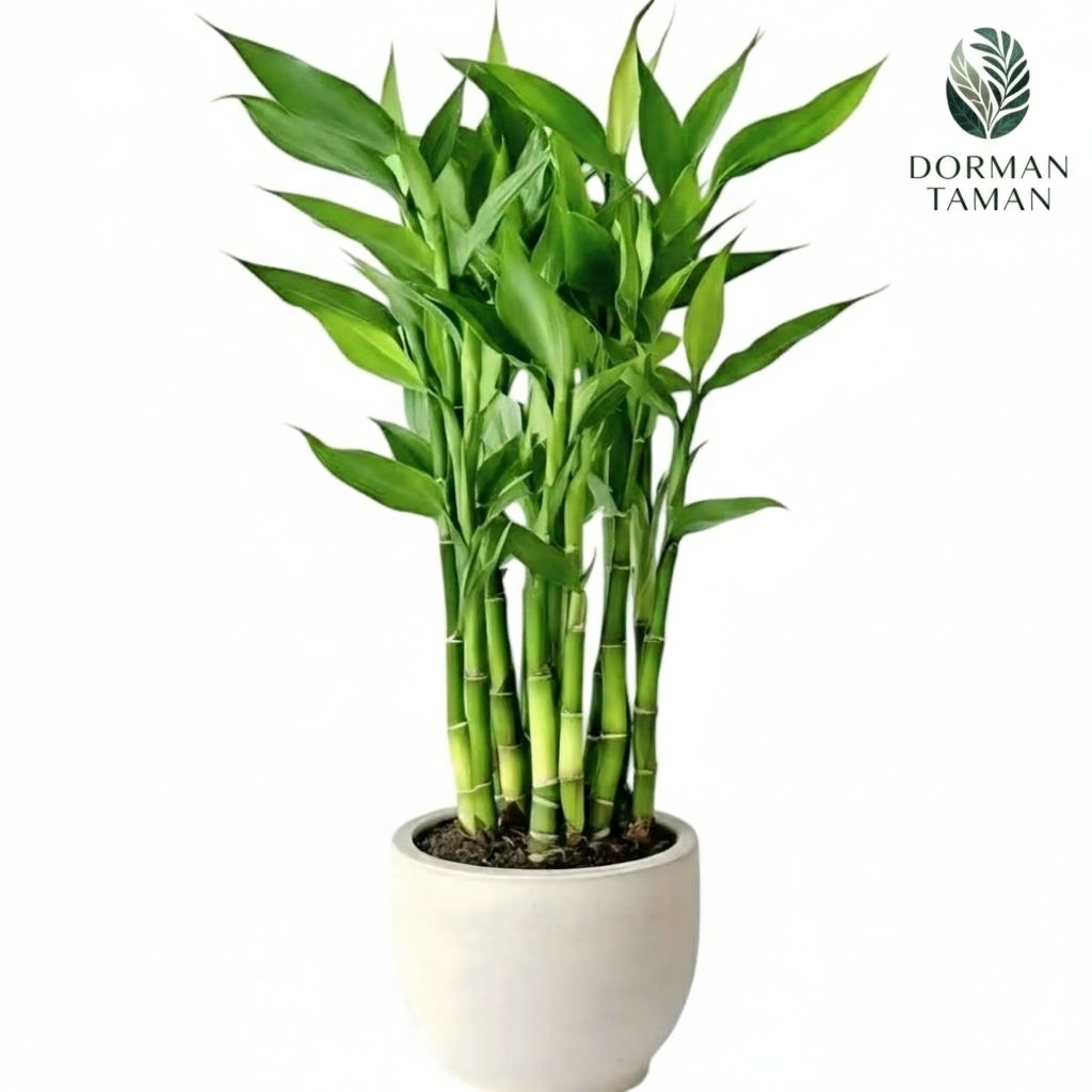 Tanaman Hias Bambu Hoki Sri Rejeki Hijau - Sri Rejeki Varigata - Sri Rejeki Golden Per 5 Batang Tana