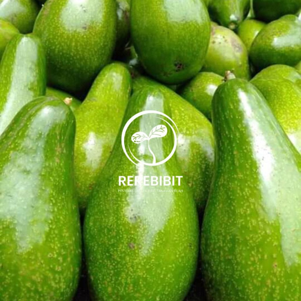 Indukan Alpukat Aligator Jumbo Tabulampot Super Rimbun