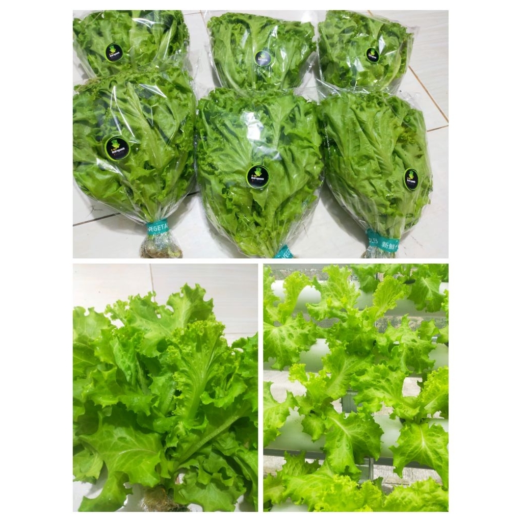 Selada Hidroponik