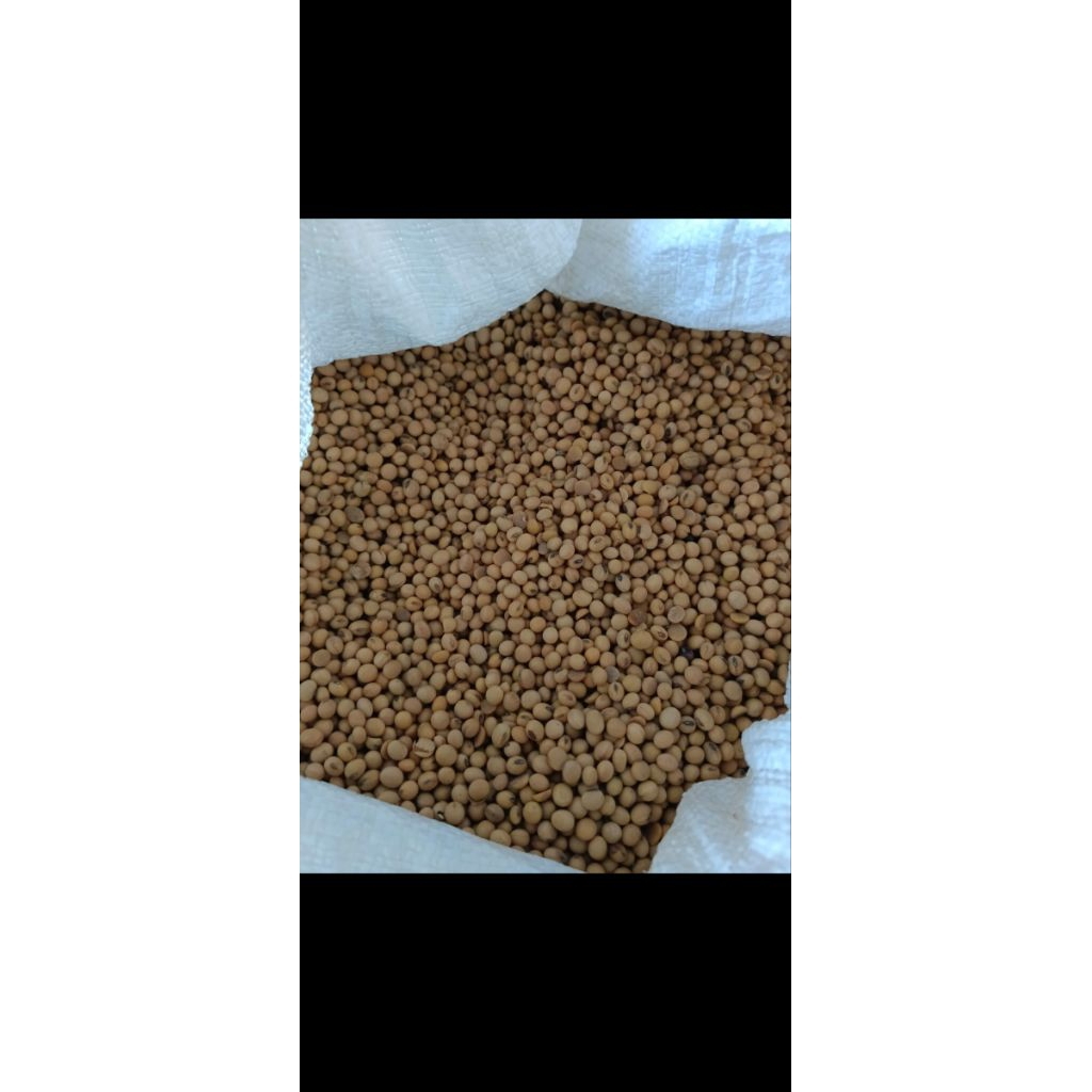 kedelai import. 1 kg dan ½kg
