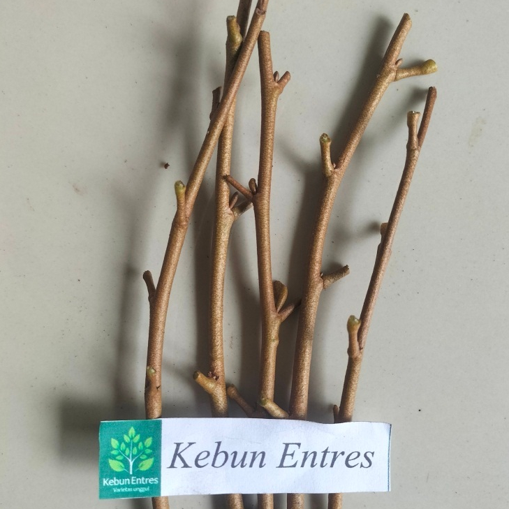 entres durian bawor 5 mata tunas