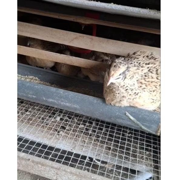 TELUR PUYUH FERTIL 99% GPS AUTUMN HITAM 30 BUTIR UNTUK DITETASKAN