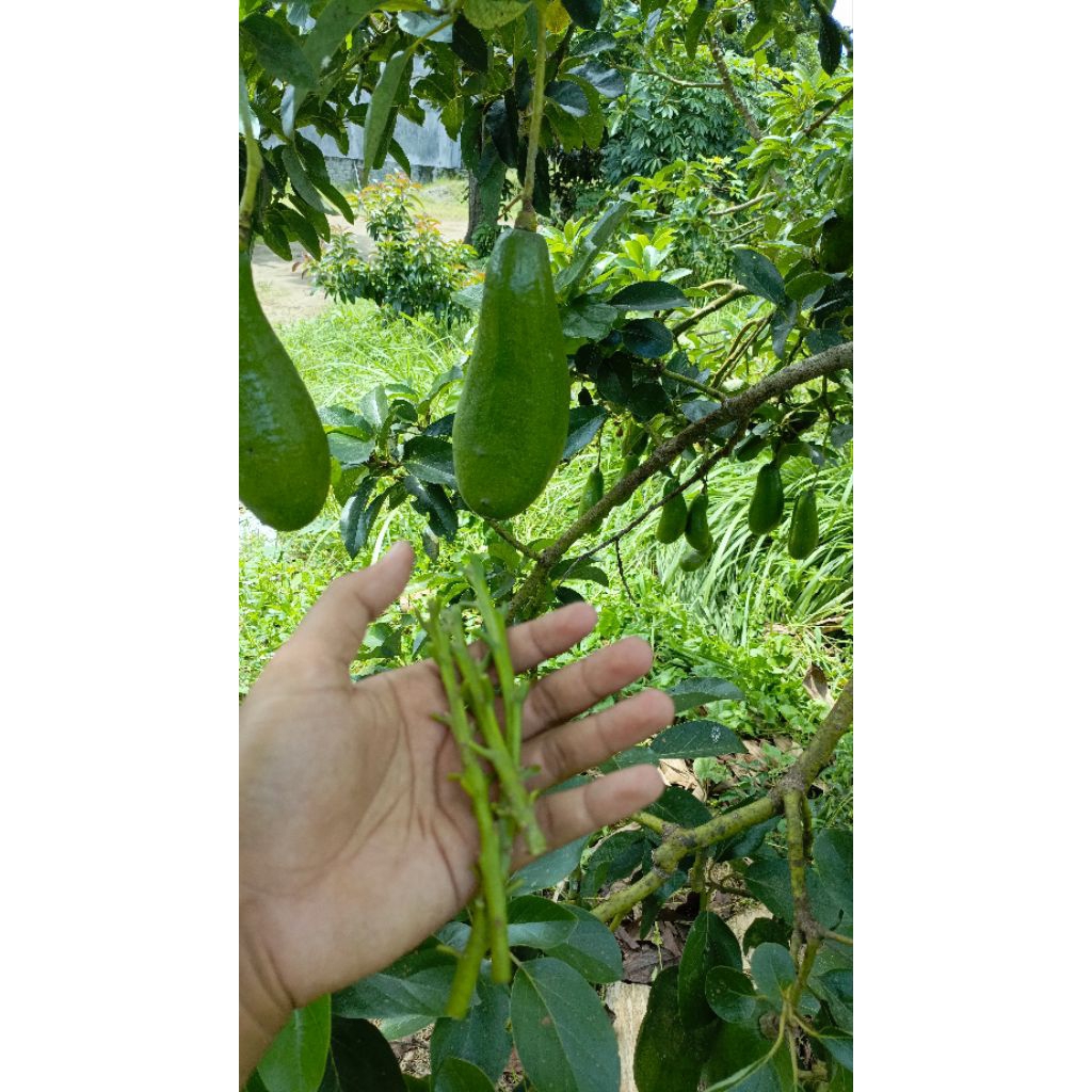 entres alpukat kelud,subang untuk grafting
