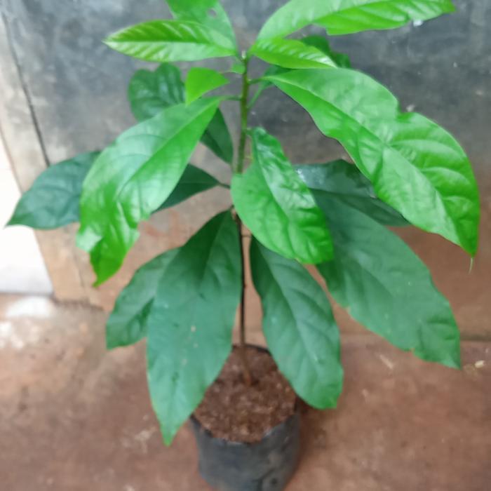 bibit pohon buah alpukat cepat berbuah