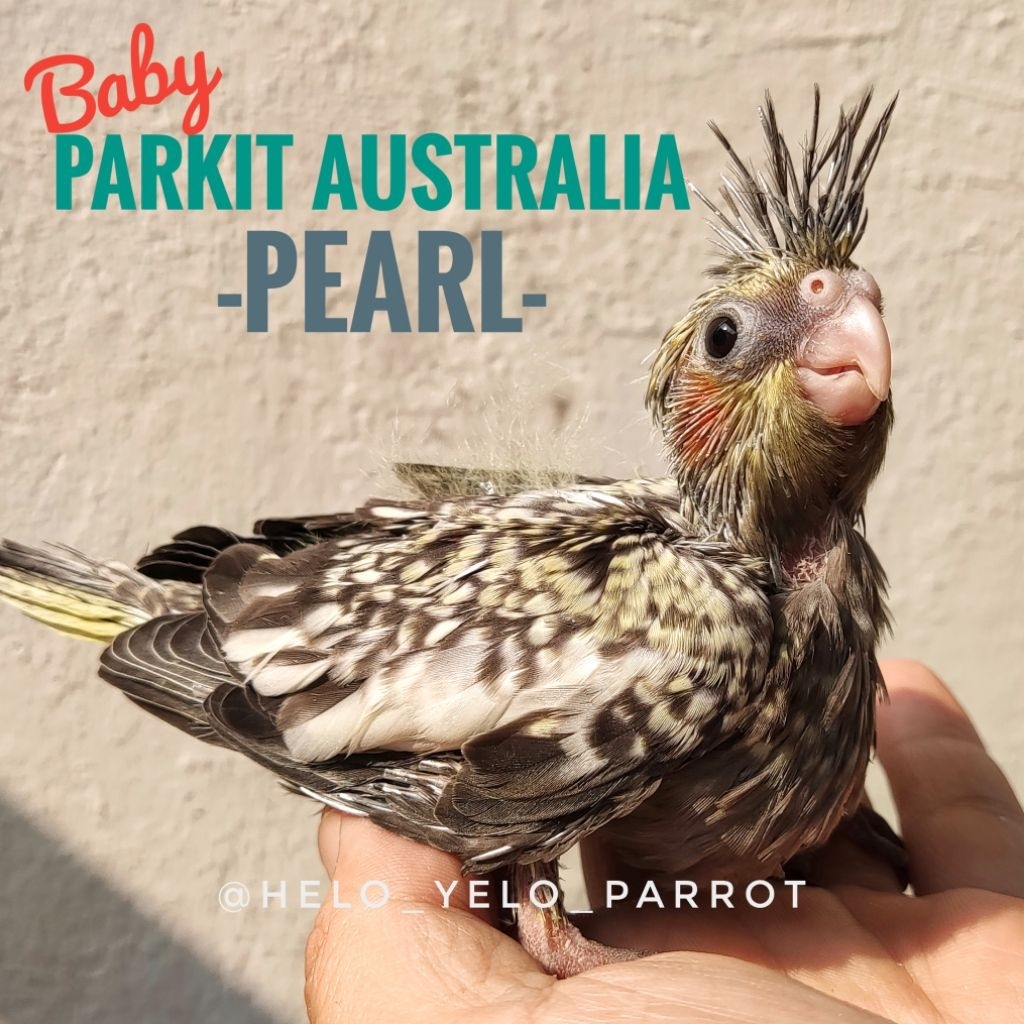 Parkit Australia / Falk / Cockatiel