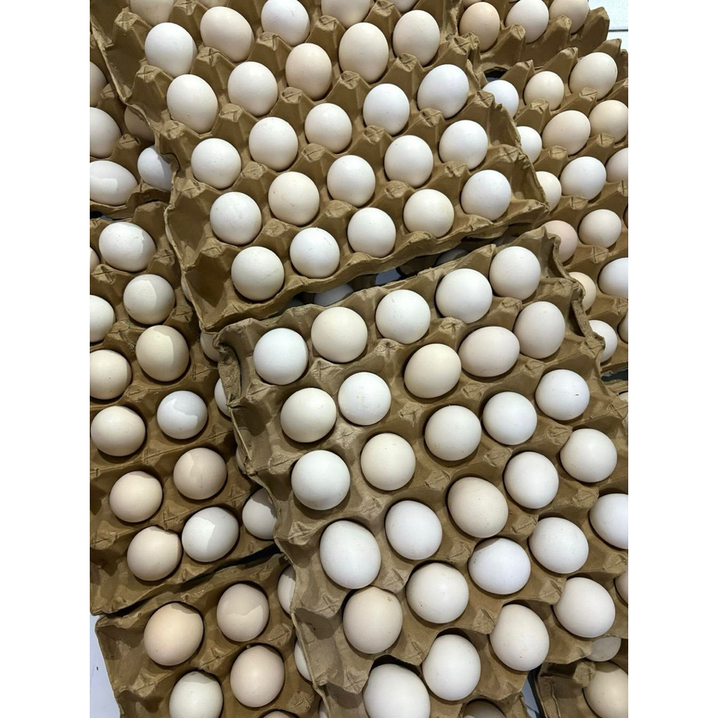 Telur Ayam Kampung Asli – Telur Organik Alami Segar | Nutrisi Tinggi untuk Anak & Keluarga