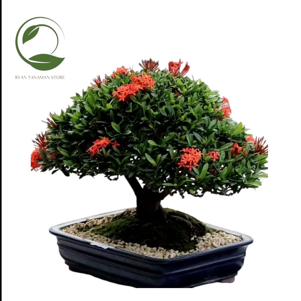Bonsai Asoka Mikro - Bahan Bonsai Asoka Mikro - Tanaman Koleksi