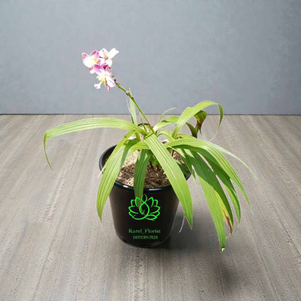 Tanaman hias anggrek tanah bunga pink import