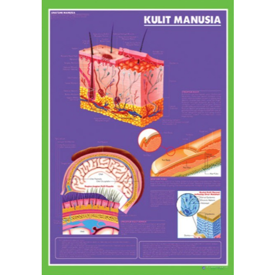 Poster Kulit Manusia / Anatomi Manusia / Organ Tubuh Manusia
