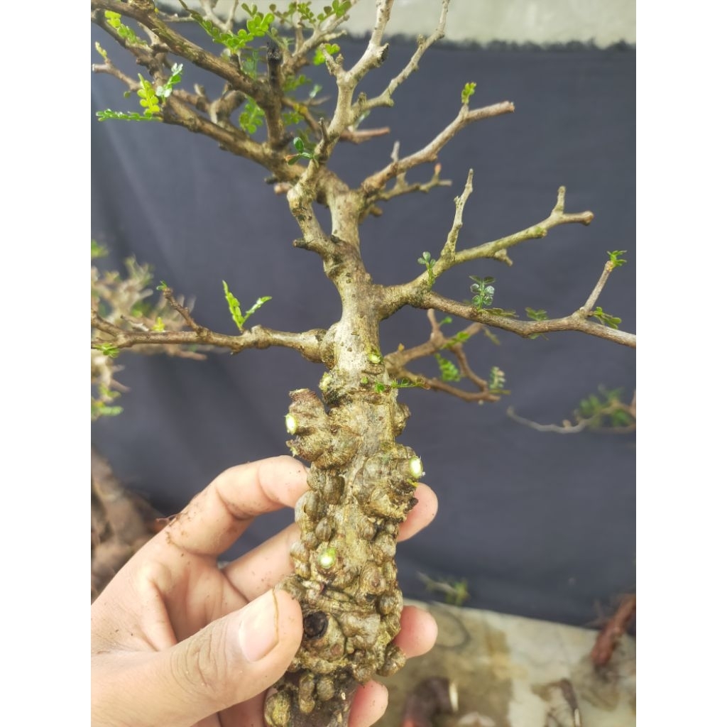 Bonsai Caudex || Operculicarya Pachipus UKURAN BESAR karakter unik bentol bentol