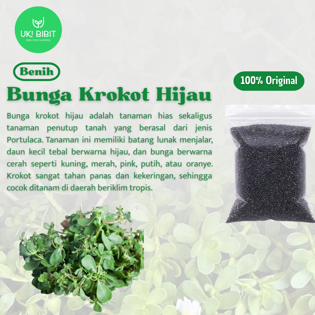 ( 100 Butir ) Benih Biji Bunga Krokot Hijau | Krokot Sayur | Purslane