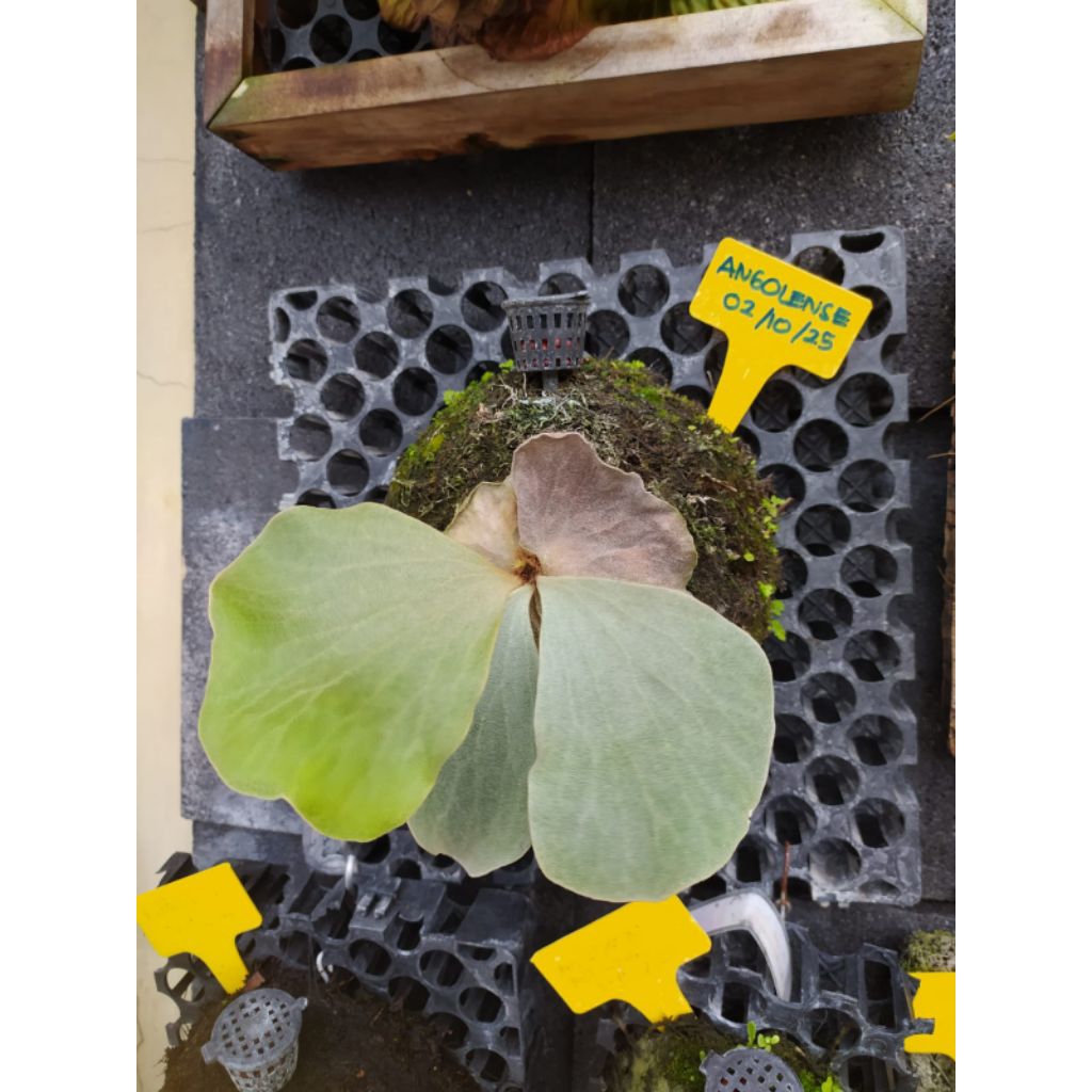 PLATYCERIUM ANGOLENSE (split 02.10.2025)