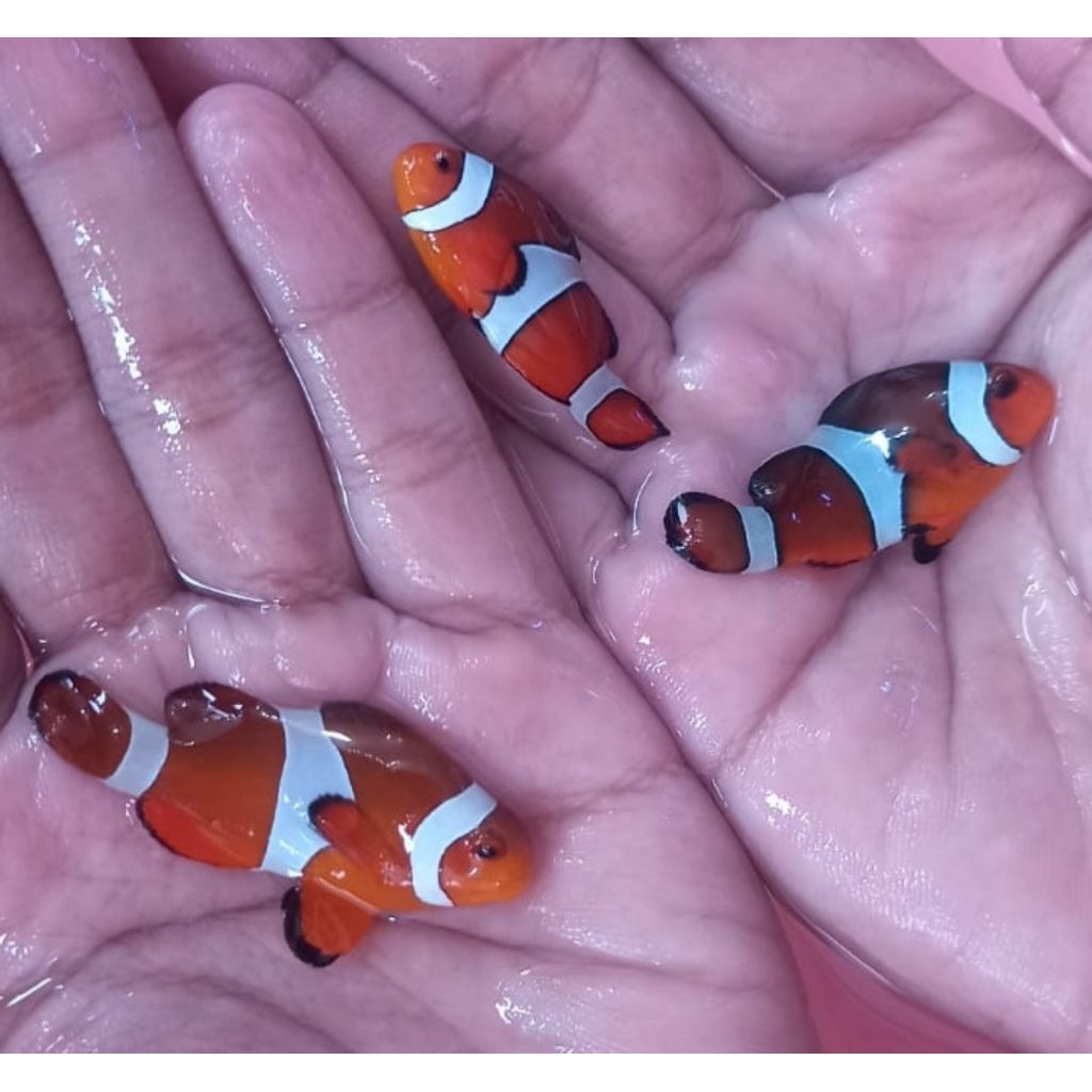 Ikan Hias Air Laut Jenis Nemo