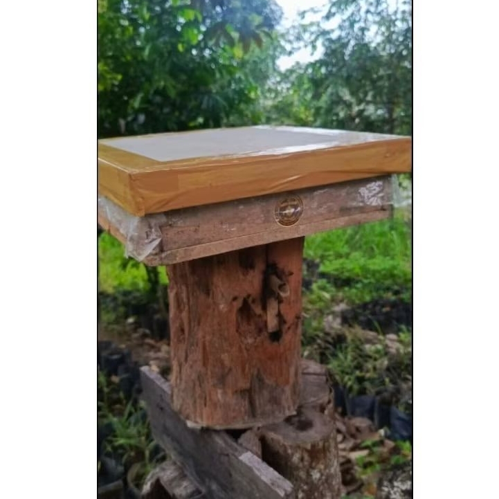 Koloni trigona itama log+toping sudah full madu