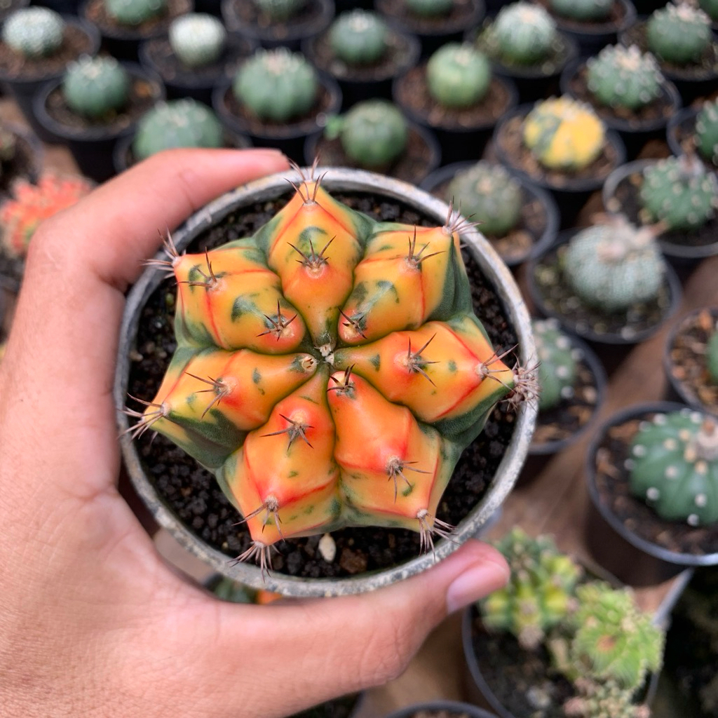 Kaktus gymno carnelian variegata pilihan