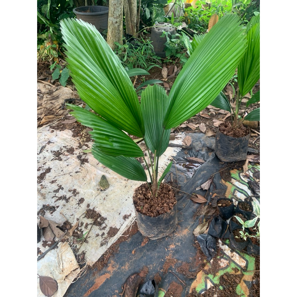 PALEM KOL KIPAS / LICUALA GRANDIS