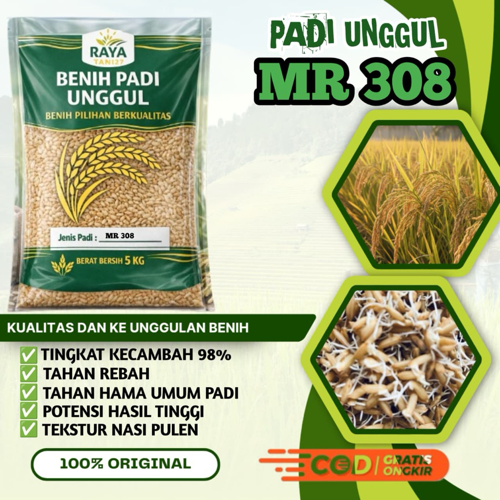 Benih padi bibit padi unggul MR 308 asli 100% kemasan 5 kg di pilih dan di seleksi dari bibit murni