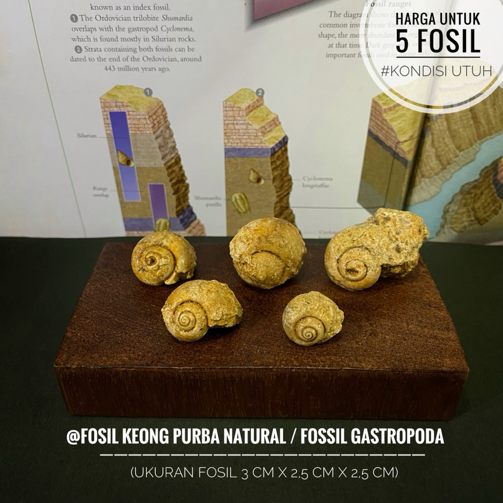 Fosil Keong Purba Natural B26 atau Fossil Gastropoda atau Fosil Keong Buntet Alam atau Fosil Kerang 