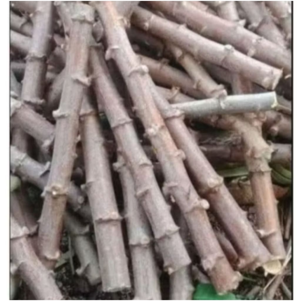 bibit ketela ketan(mentega) 1 ikat @ 10 batang