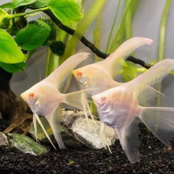 Manfish Red Eye Slayer 4 cm - Filter Aquarium