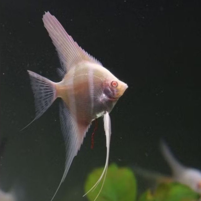 Manfish Red Eye Bondol 3 cm Dantum KW - Filter Aquarium