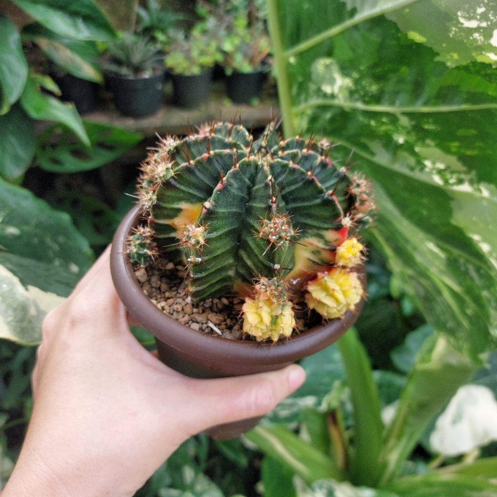 Kaktus Palembang Sukulen Sumatera Gymno Gymnocalycium Indukan Miha Var