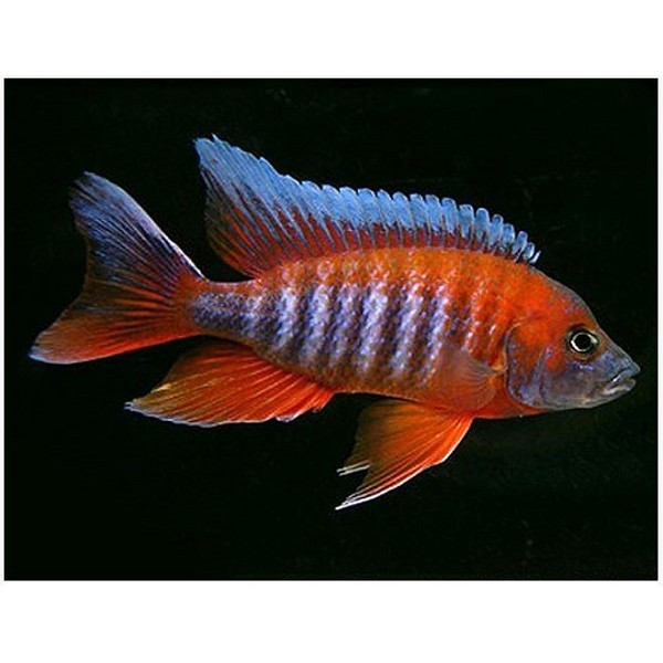 Ikanesia - Ikan Hias Eureka Cichlid 8-9 cm