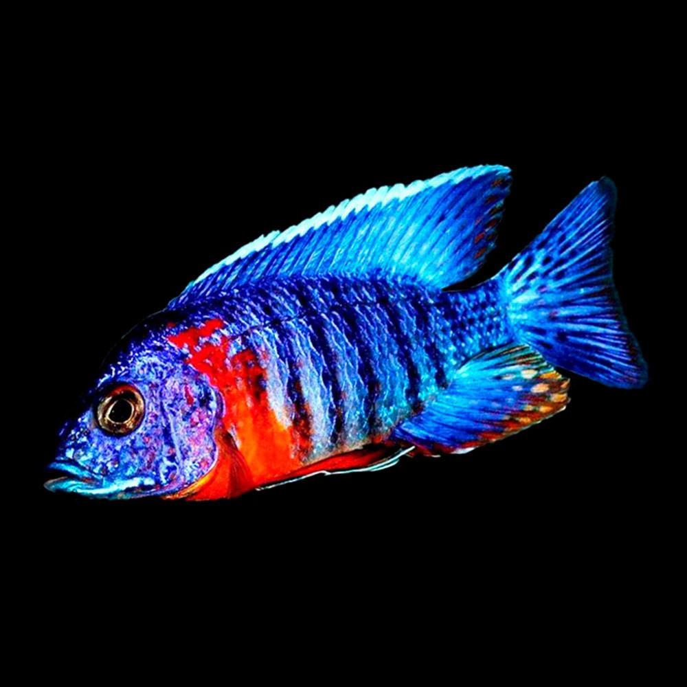 Ikanesia - Ikan Hias Red Flush Cichlid 8-9 cm
