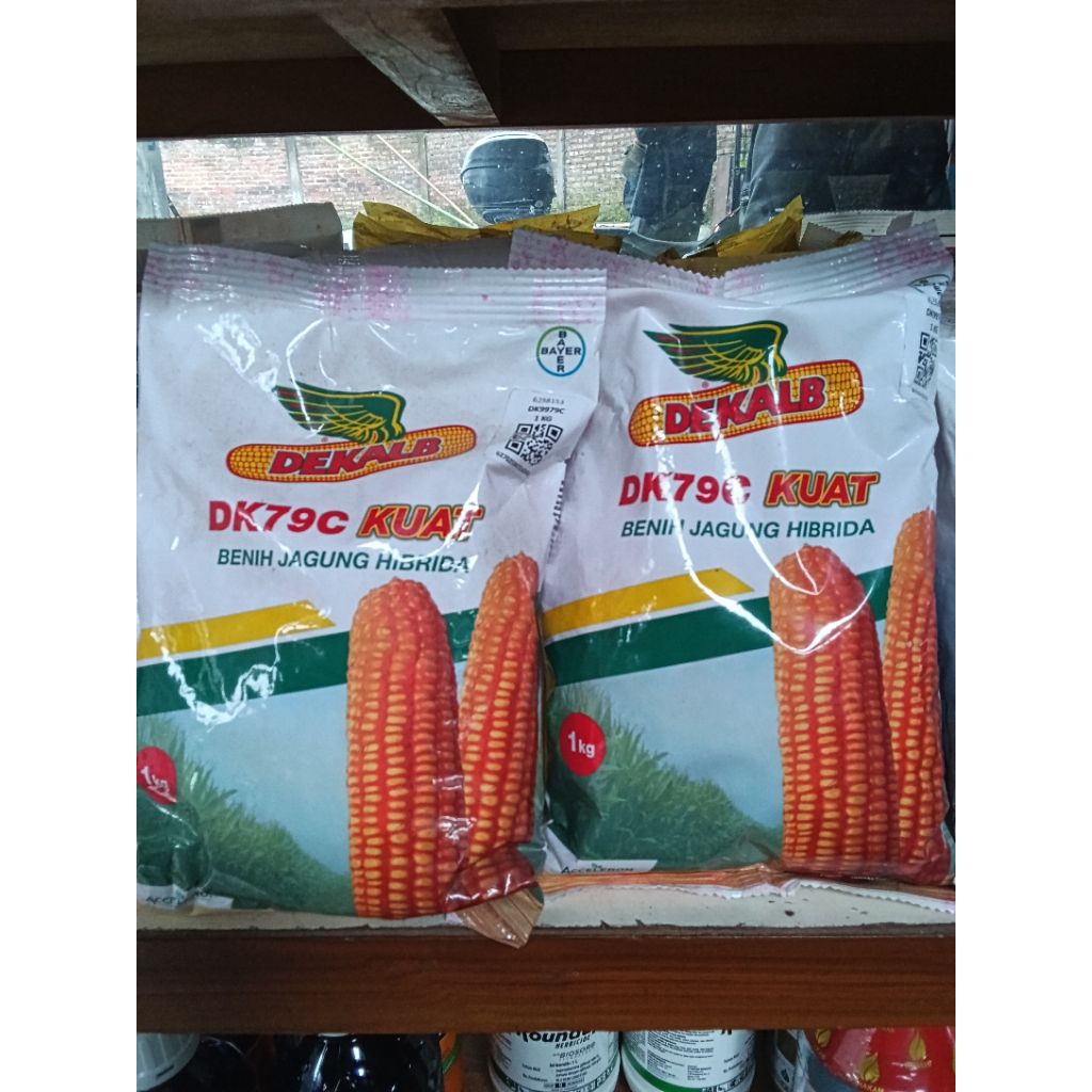 Benih Jagung Hibrida DK79C Kuat- 1kg, Tahan Penyakit, Hasil Tinggi, Panen Cepat