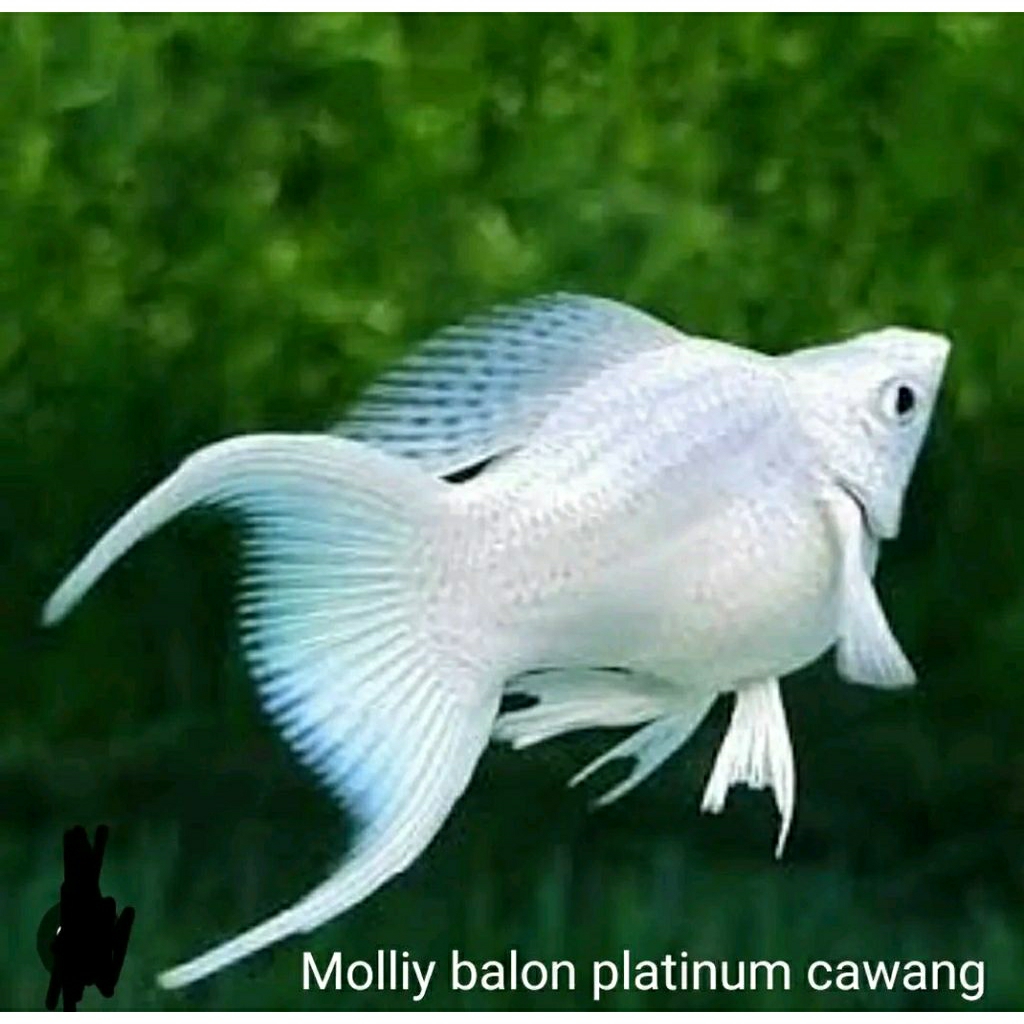 molly balon platinum cawang