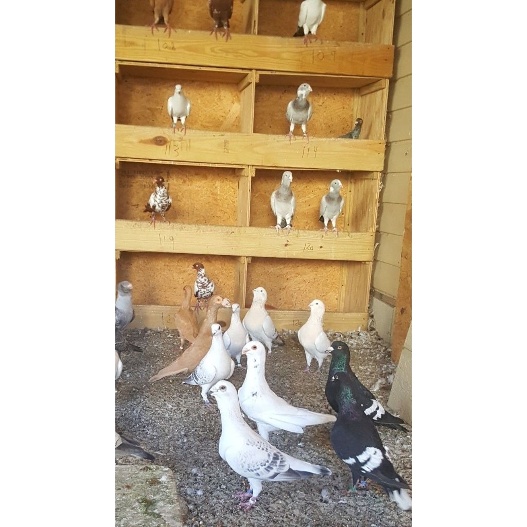 Burung Dara Merpati Indukan Super - Siap Ternak & Cepat Bertelur (Jodohan) Bibit Merpati Lokal Pilih