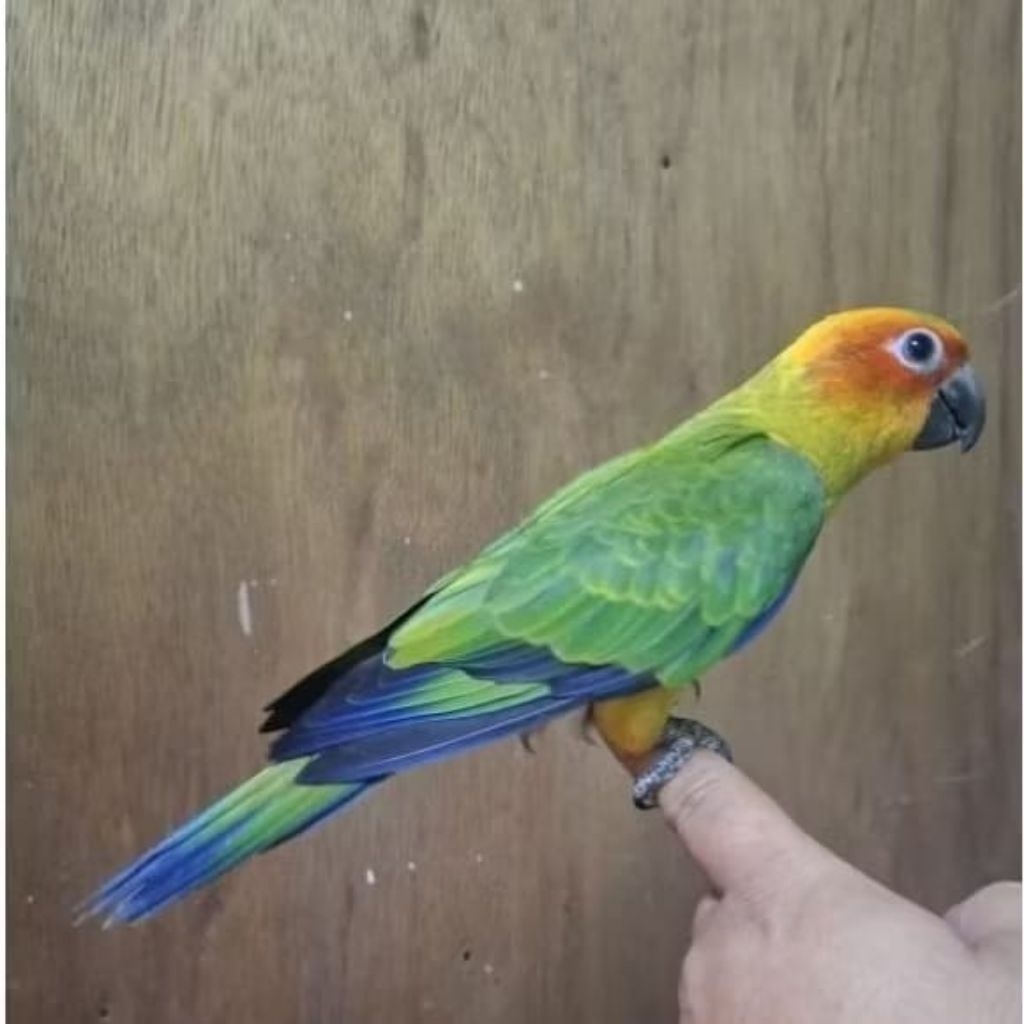 Sun conure remaja jinak rawatan