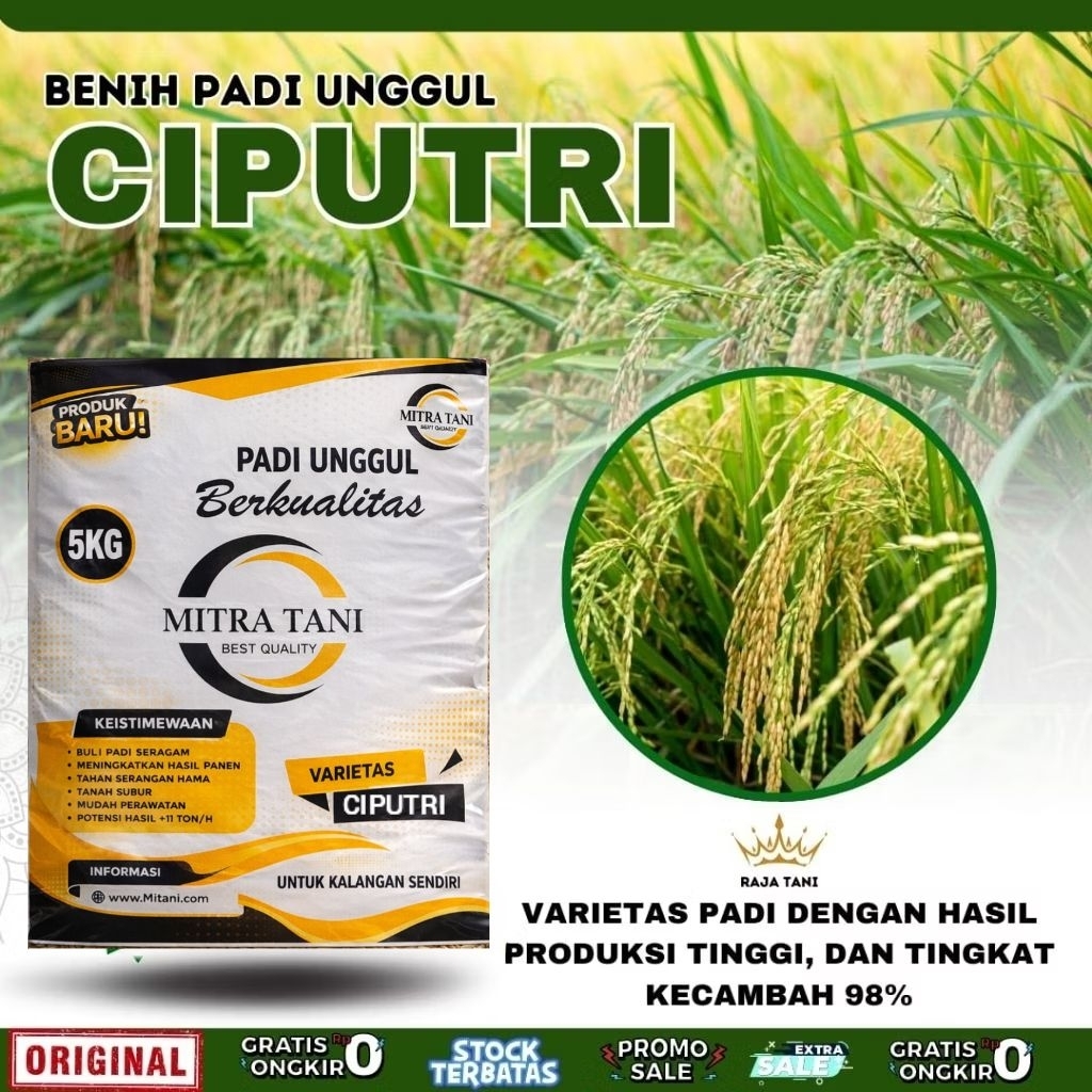 BENIH PADI UNGGUL CIPUTRI CIHERANG MALAI PANJAG  (TERBARU)